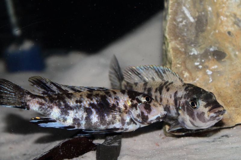 Genyochromis mento 'Lutara Reef (Cove Mountain)'